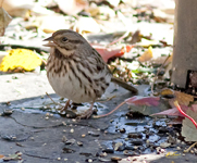 Song Sparrow